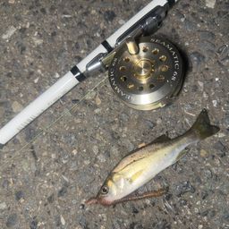 セイゴ（マルスズキ）