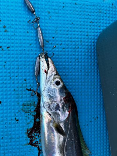 タチウオの釣果