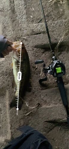 ブラックバスの釣果