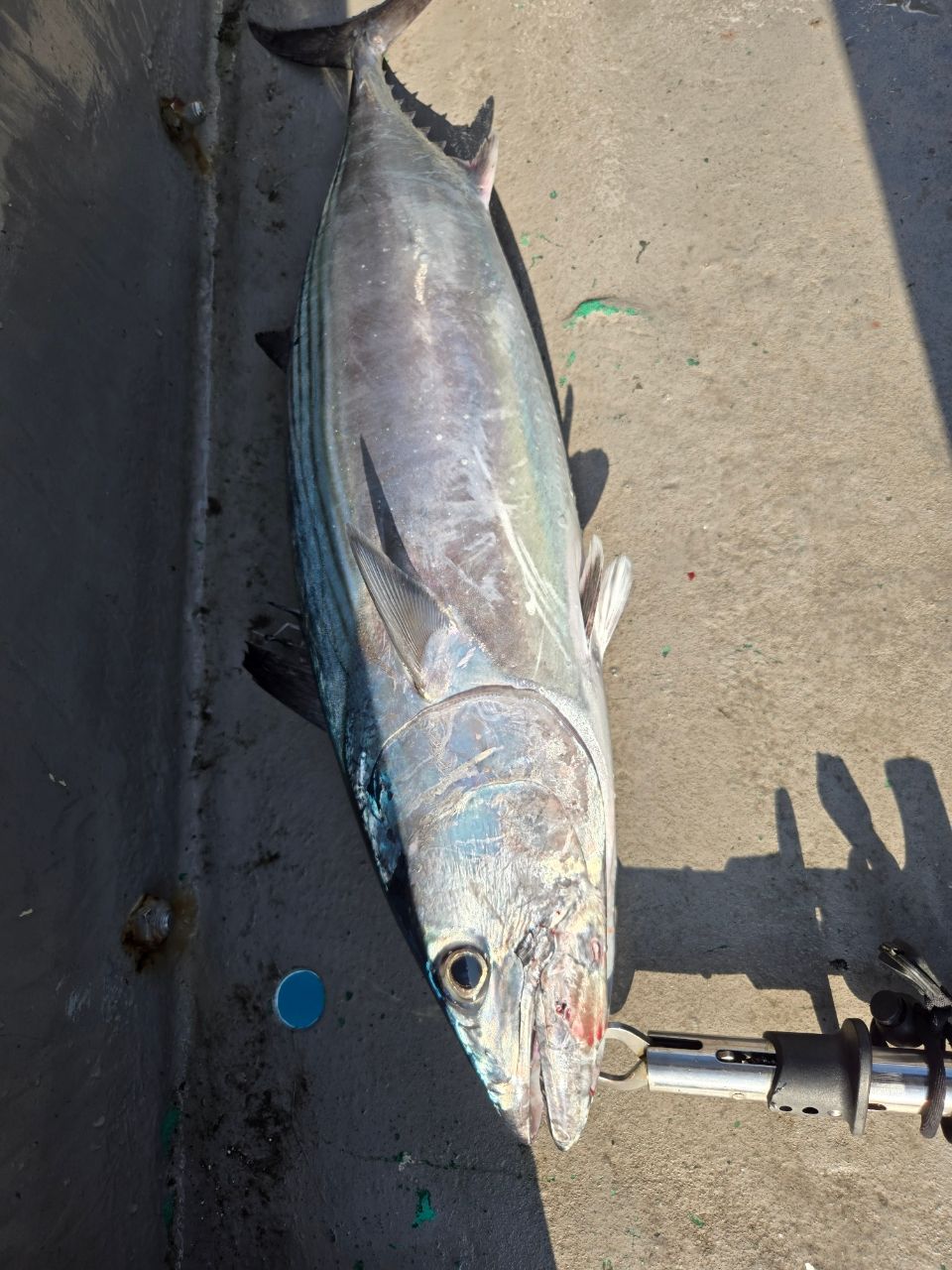 SHIMANO 23オシアジガー リミテッド (スピニング) S62-4の最安値