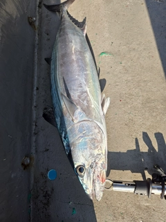 ハガツオの釣果