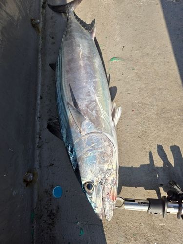 ハガツオの釣果
