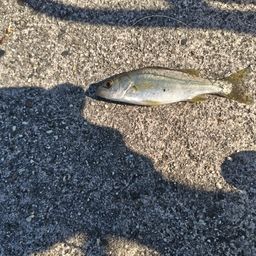 セイゴ（マルスズキ）