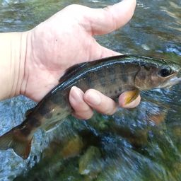 ヤマメ
