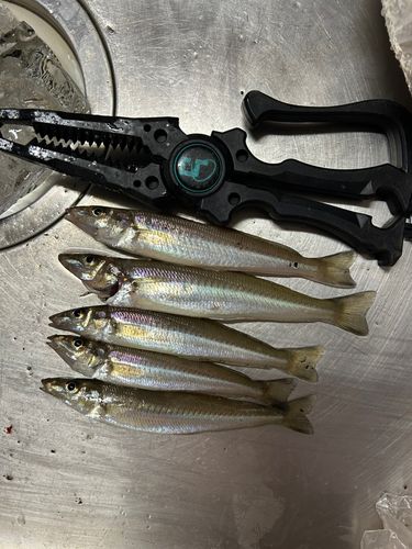 キスの釣果