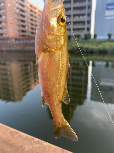 マハゼの釣果