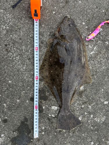 アイナメの釣果