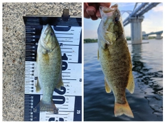 ブラックバスの釣果