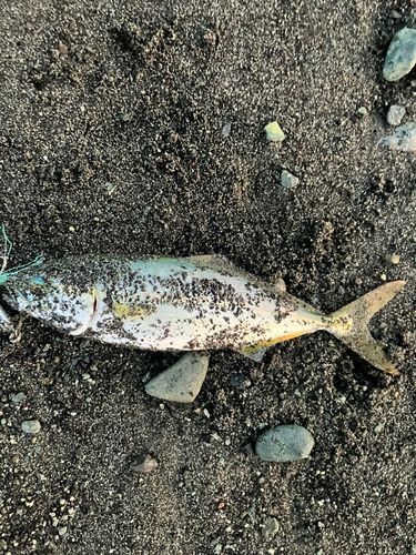 ワカシの釣果