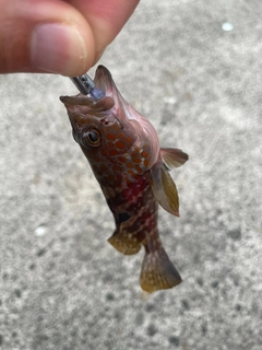キジハタの釣果