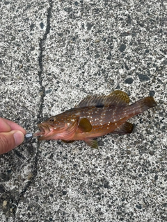 キジハタの釣果