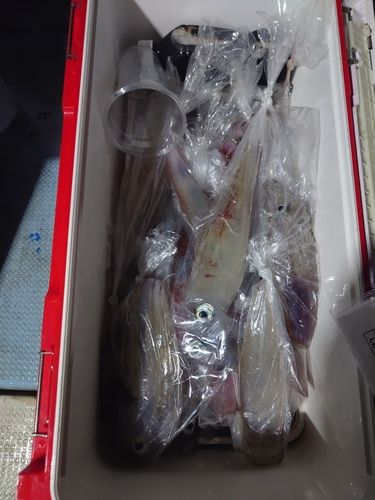 ケンサキイカの釣果