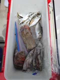 マダコの釣果