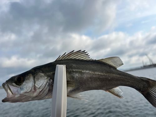 フッコ（マルスズキ）の釣果