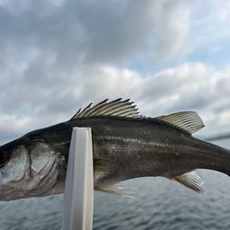 フッコ（マルスズキ）