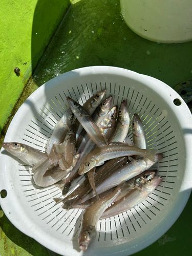 シロギスの釣果