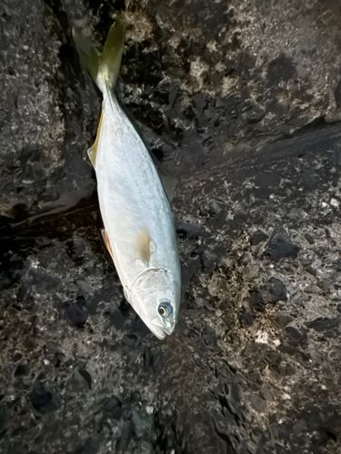 ワカシの釣果