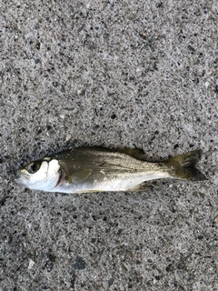 セッパ（マルスズキ）の釣果