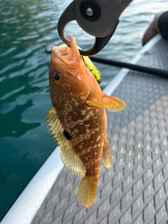 アコウの釣果