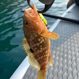アコウ