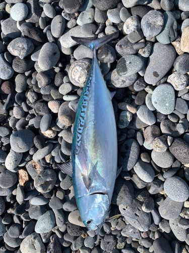 ソウダガツオの釣果