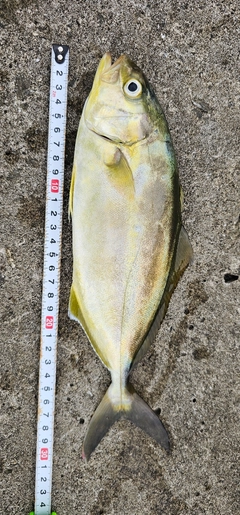 ショゴの釣果