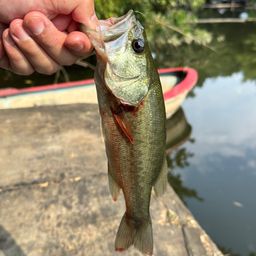 ラージマウスバス