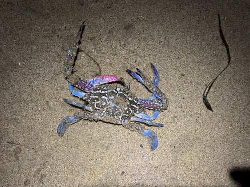 タイワンガザミの釣果