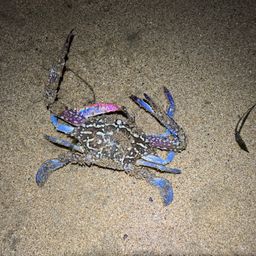 タイワンガザミ