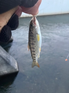 ヤマメの釣果