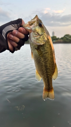 ラージマウスバスの釣果