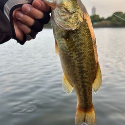 ラージマウスバス