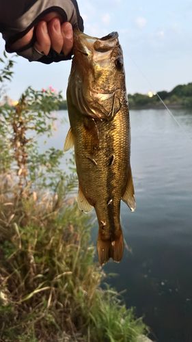 ラージマウスバスの釣果