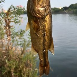 ラージマウスバス