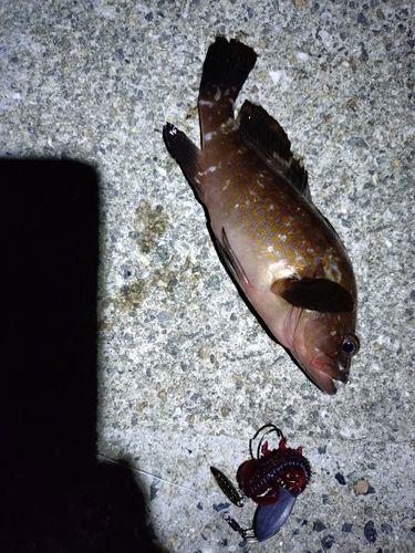 アコウの釣果
