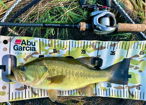 ブラックバスの釣果