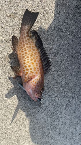 オオモンハタの釣果