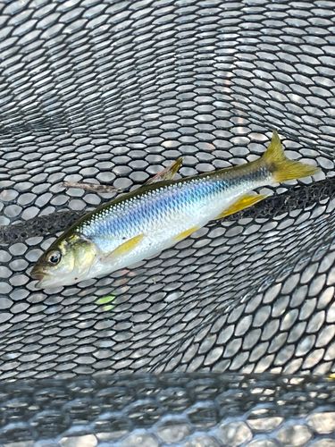 カワムツの釣果