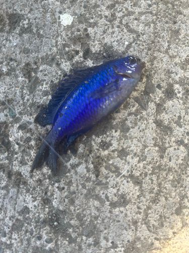 ソラスズメダイの釣果