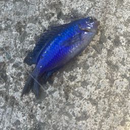 ソラスズメダイ