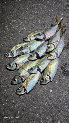 アジの釣果