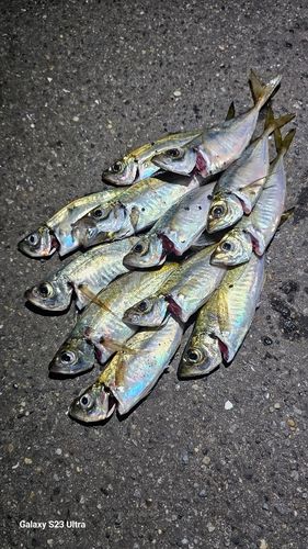 アジの釣果