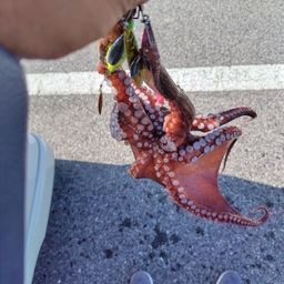 タコ