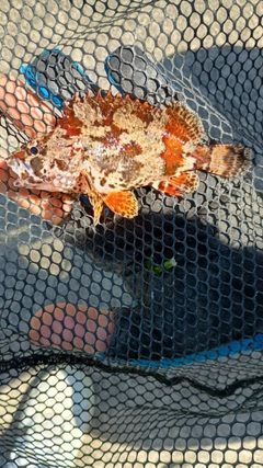 ヨロイメバルの釣果