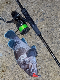 マゾイの釣果