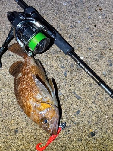 ガヤの釣果
