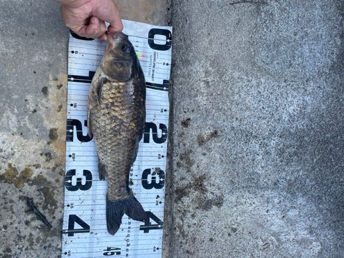 ヘラブナの釣果