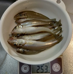 キスの釣果