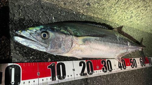 サワラの釣果