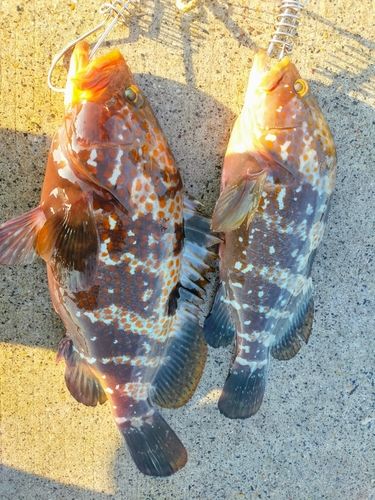 キジハタの釣果